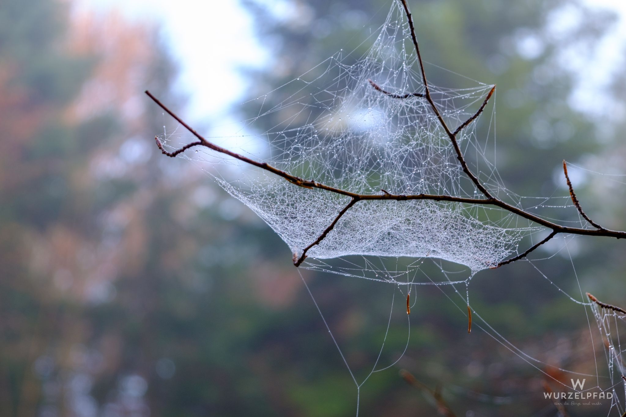 Herbstliches Spinnennetz